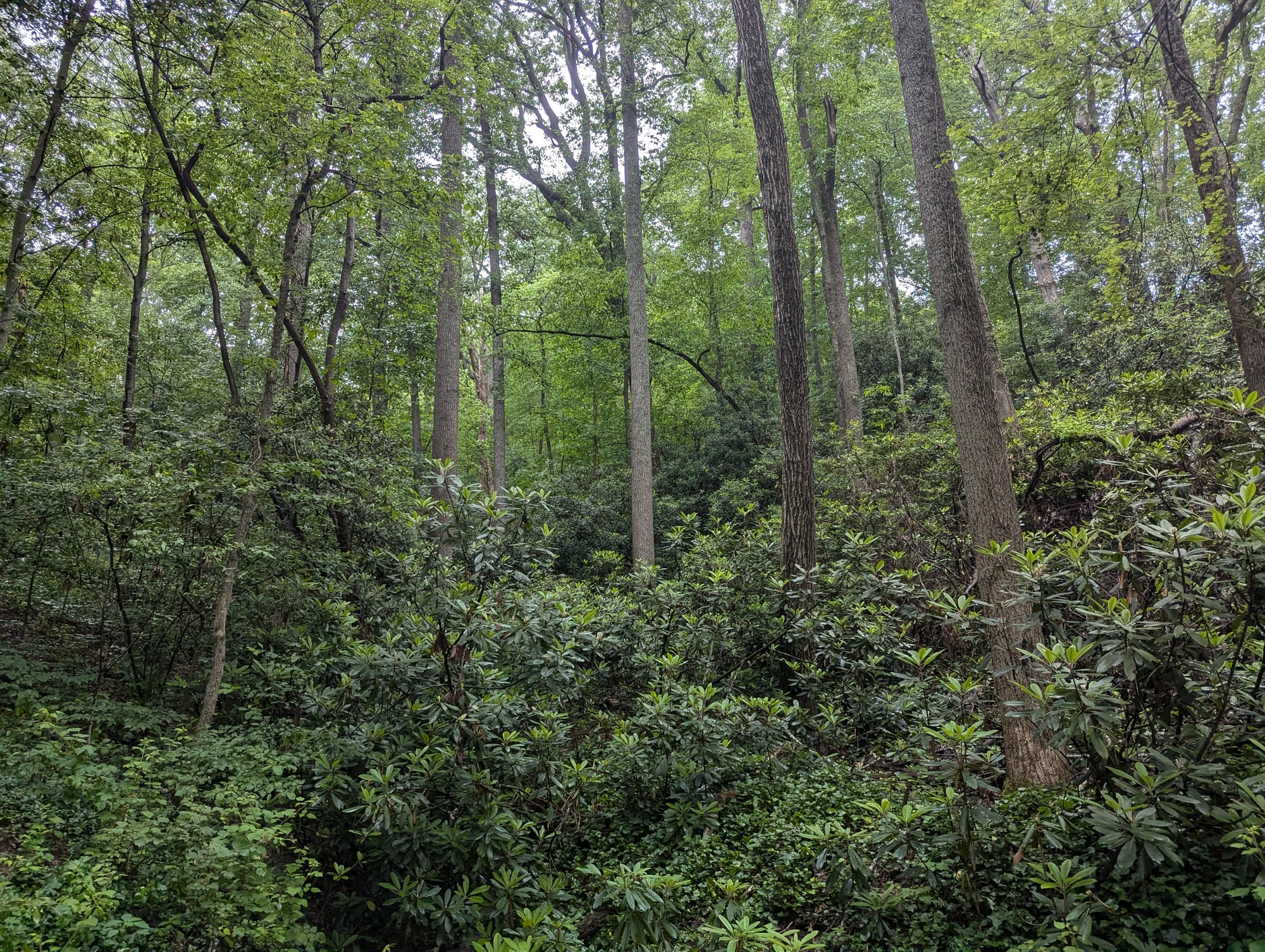Exploring Albemarle Park: A Hiking Adventure Through Asheville’s Lush Woodlands
